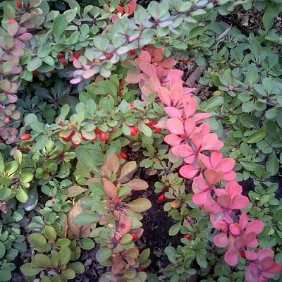 Барбарис ГРИН КАРПЕТ тунберга в Мурманске