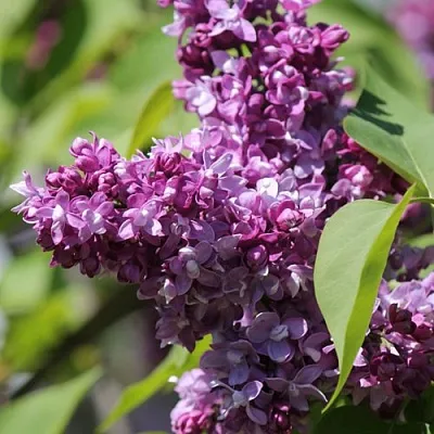 Сирень ИЗОБИЛИЕ  Сирень ИЗОБИЛИЕ в Мурманске