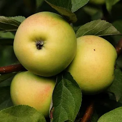 Яблоня ДАНИЛА  Яблоня ДАНИЛА в Мурманске