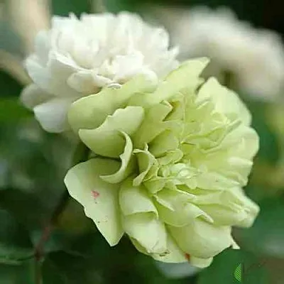 Саженцы роз ГРИН АЙС миниатюрная  Саженцы роз ГРИН АЙС миниатюрная в Мурманске