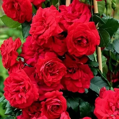 Саженцы роз АМАДЕУС плетистая  Саженцы роз АМАДЕУС плетистая в Мурманске