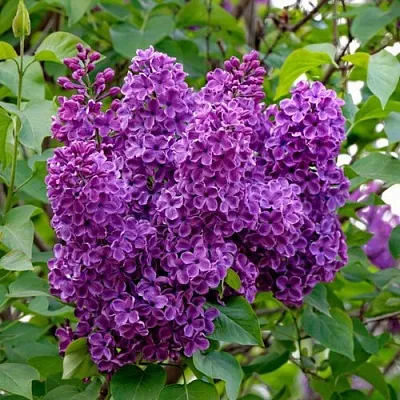 Сирень СУМЕРКИ  Сирень СУМЕРКИ в Мурманске