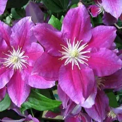 Клематис ХАНИЯ  Клематис ХАНИЯ в Мурманске