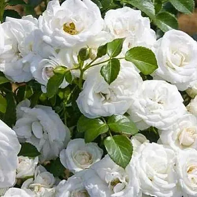 Саженцы роз НЕЖ ДЕ ТЕ мускусная  Саженцы роз НЕЖ ДЕ ТЕ мускусная в Мурманске