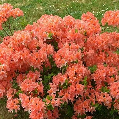 Рододендрон ЯПОНСКИЙ ОРАНЖЕВЫЙ  Рододендрон ЯПОНСКИЙ ОРАНЖЕВЫЙ в Мурманске