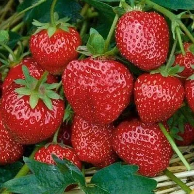 Клубника СЕЛЬВА ремонтантная  Клубника СЕЛЬВА ремонтантная в Мурманске