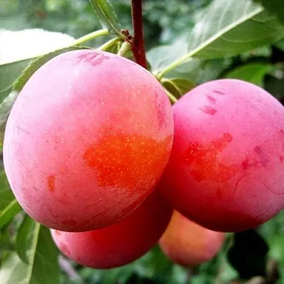 Слива КОМЕТА  Слива КОМЕТА в Мурманске