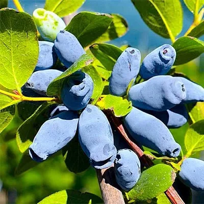 Жимолость съедобная АВРОРА  Жимолость съедобная АВРОРА в Мурманске