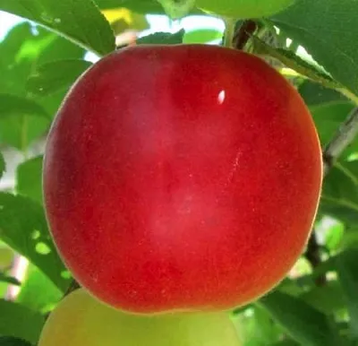 Плумкот БИРИКОККОЛО БОЛОГНЕС  Плумкот БИРИКОККОЛО БОЛОГНЕС в Мурманске