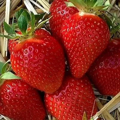 Клубника СИБИЛЛА  Клубника СИБИЛЛА в Мурманске