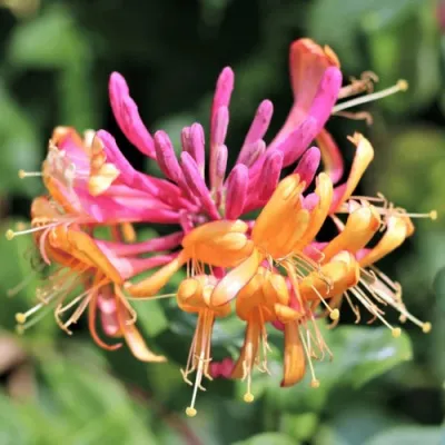 Жимолость ГЕКРОТА в Мурманске