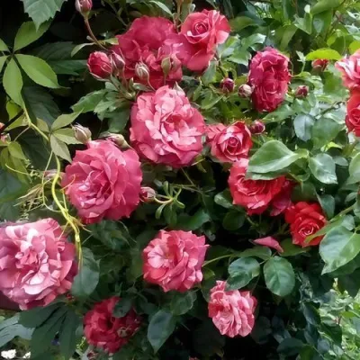 Саженцы роз БРАУНИ плетистая — описание сорта Саженцы роз БРАУНИ плетистая в Мурманске