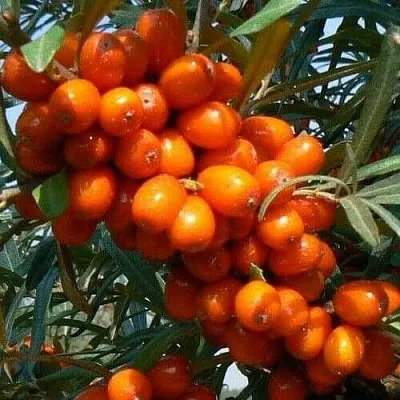 Облепиха ПЛАМЕННАЯ в Мурманске