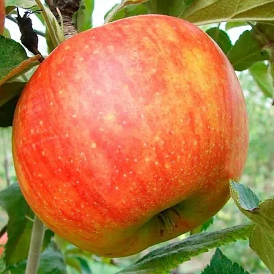 Яблоня ЦЕЛЕСТЕ в Мурманске