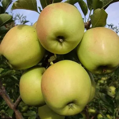 Яблоня СКИФСКОЕ ЗОЛОТО  Яблоня СКИФСКОЕ ЗОЛОТО в Мурманске