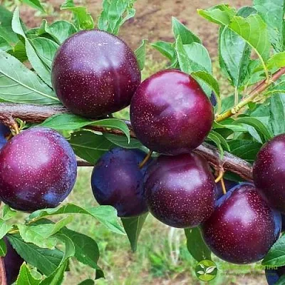 Шарафуга ВЕЛЬВЕТ САНРАЙЗ  Шарафуга ВЕЛЬВЕТ САНРАЙЗ в Мурманске