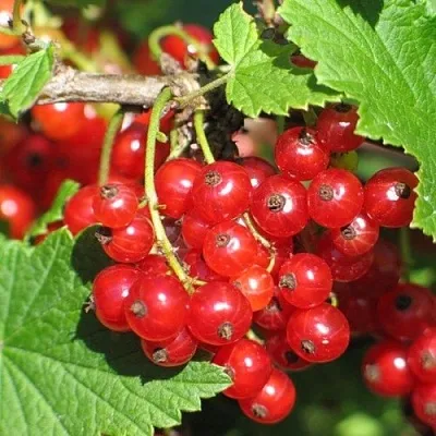 Смородина красная РАЧКОВСКАЯ в Мурманске