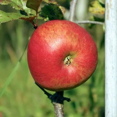 Яблоня ДЫЯМЕНТ в Мурманске