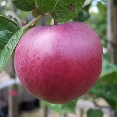 Яблоня НОРИС в Мурманске