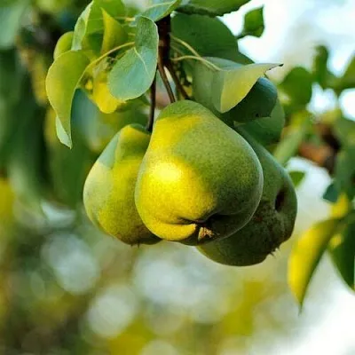 Груша СТОЛИЧНАЯ колонновидная  Груша СТОЛИЧНАЯ колонновидная в Мурманске