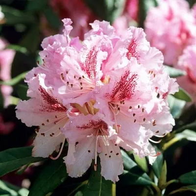 Рододендрон ЧИР  Рододендрон ЧИР в Мурманске