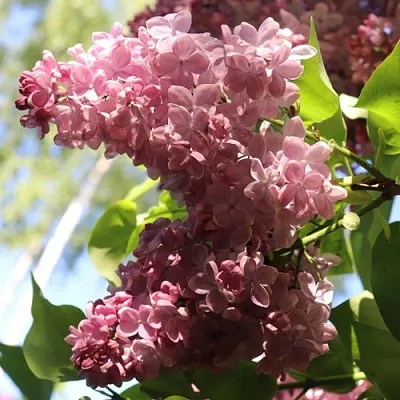 Сирень МЕДОВЫЙ СПАС  Сирень МЕДОВЫЙ СПАС в Мурманске