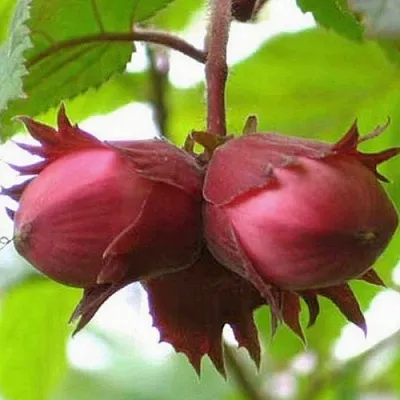 Фундук АЙВЕНГО в Мурманске