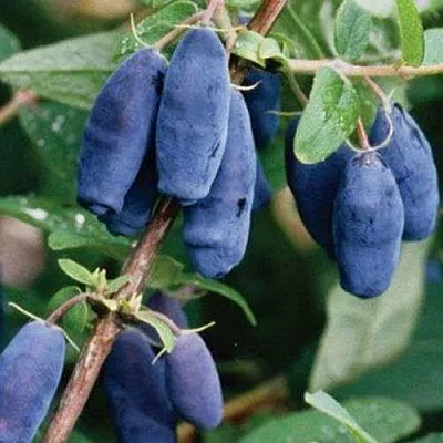 Жимолость съедобная ЛАЗУРНАЯ  Жимолость съедобная ЛАЗУРНАЯ в Мурманске