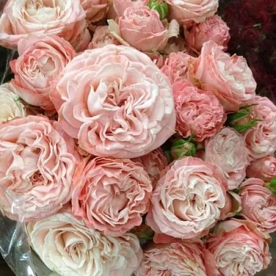 Саженцы роз МАДАМ БОМБАСТИК спрей  Саженцы роз МАДАМ БОМБАСТИК спрей в Мурманске