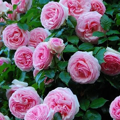 Саженцы роз ПЬЕР ДЕ РОНСАР плетистая  Саженцы роз ПЬЕР ДЕ РОНСАР плетистая в Мурманске