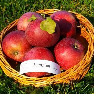 Яблоня ВЕСЯЛИНА в Мурманске