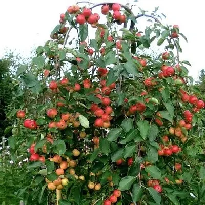 Яблоня ХЮВИНГИЕНЗИС декоративная в Мурманске