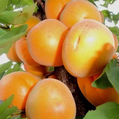 Абрикос ДЕСЕРТНЫЙ — описание сорта Абрикос ДЕСЕРТНЫЙ в Мурманске