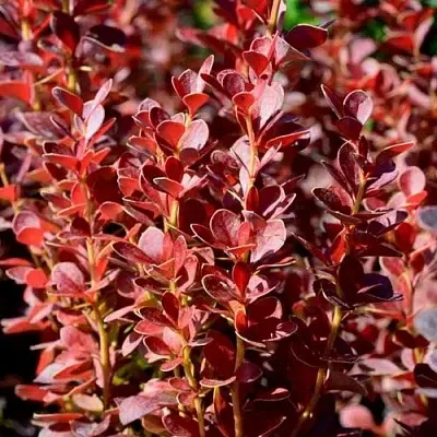 Барбарис ВУЛКАНО тунберга в Мурманске