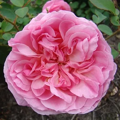 Саженцы роз ХАЙДИ ХОЛЛ английская  Саженцы роз ХАЙДИ ХОЛЛ английская в Мурманске