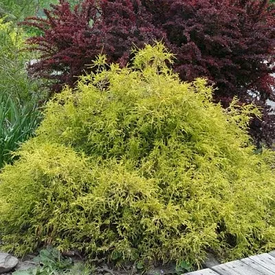 Кипарисовик ГОЛДЕН МОП горохоплодный в Мурманске