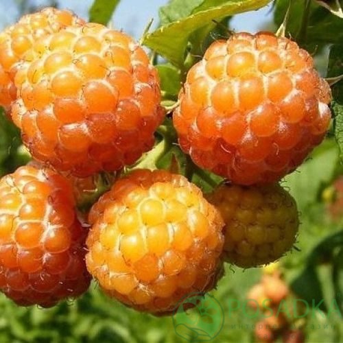 Малина КУМБЕРЛЕНД желтая в Мурманске