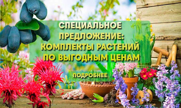 Специальное предложение: наборы растений по выгодным ценам