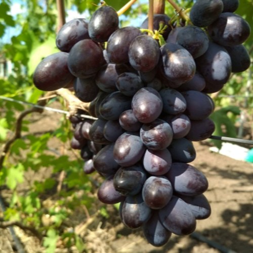 виноград вернисаж