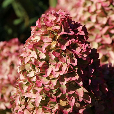 Мэджикал в Мурманске