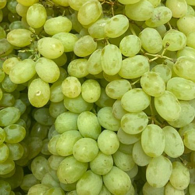 Зеленый в Мурманске