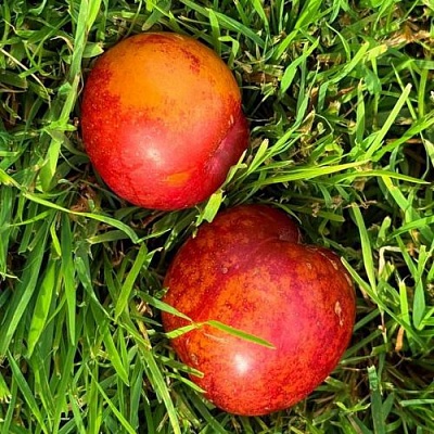 Шарафуга НЕКТАРИННАЯ в Мурманске