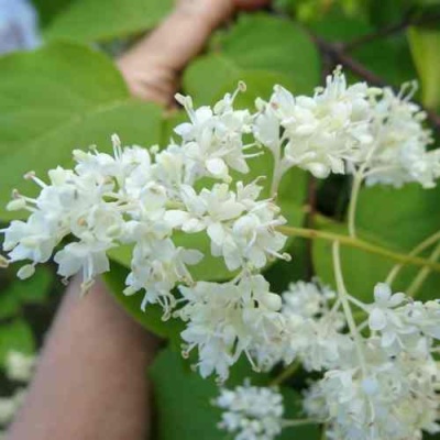 Сирень АМУРСКАЯ в Мурманске
