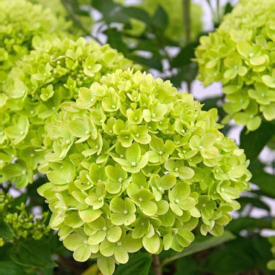 Зеленая в Мурманске