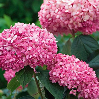 Розовая в Мурманске