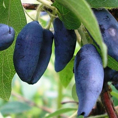 Жимолость съедобная в Мурманске