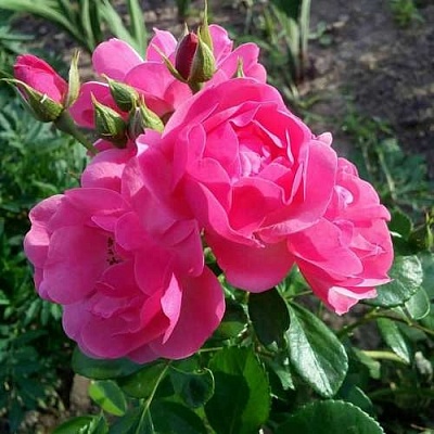 Роза АНГЕЛА флорибунда в Мурманске