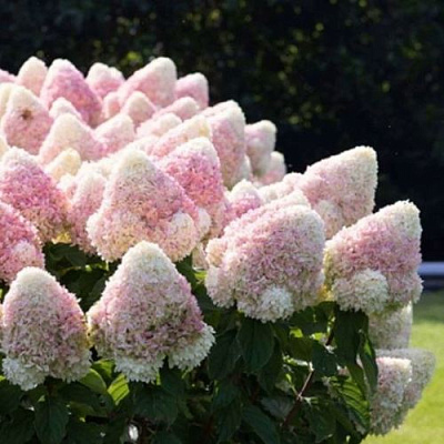 Бело-розовая в Мурманске