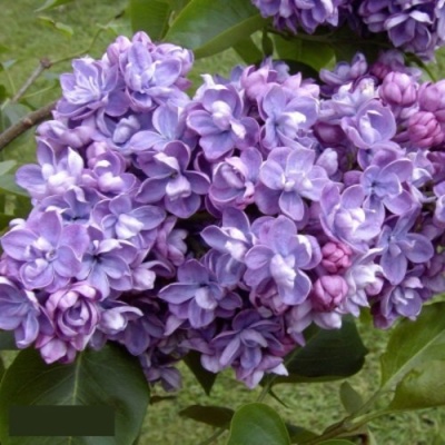 Сирень АМИ ШОТТ в Мурманске