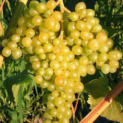 Желтый в Мурманске